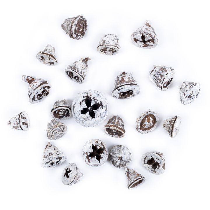 Getrocknete Eukalyptusfrüchte Weiß 20 g